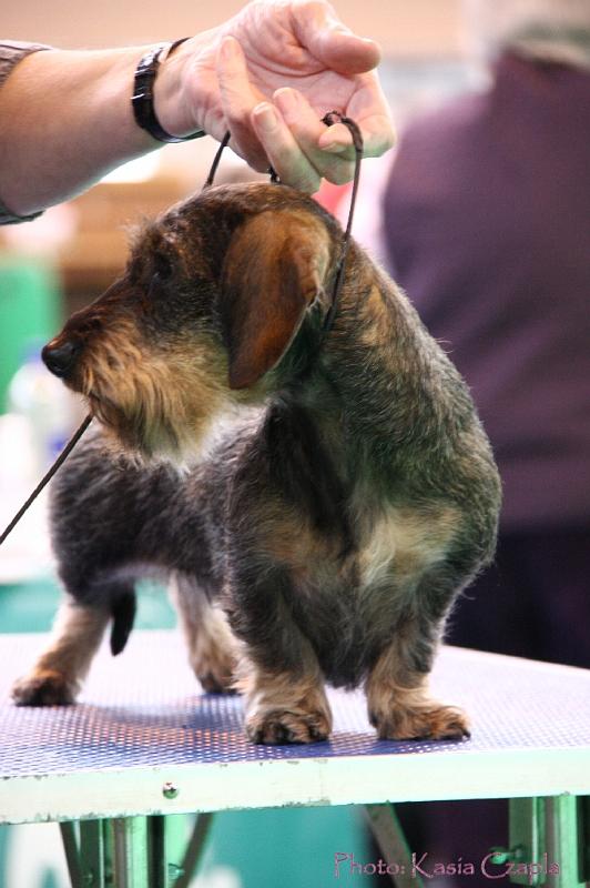 Crufts2011_2 1445.jpg